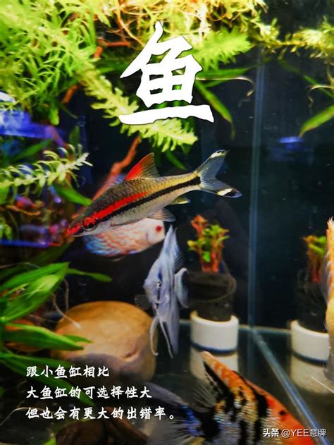 小魚缸可以養幾隻魚|小型魚缸適合養的十種魚